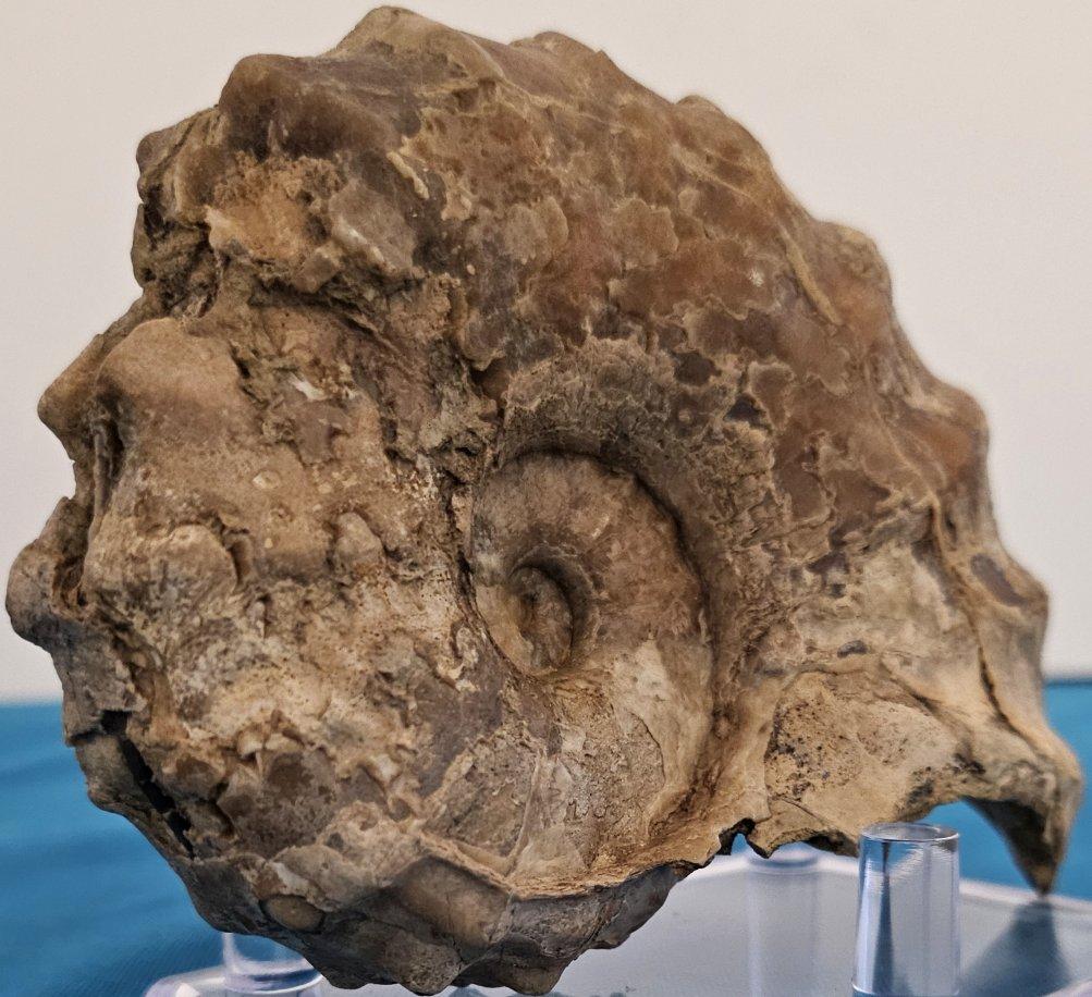 Fósil de amonita Conlinoceras Tarrantense, 900-100 millones de años Estadounidense en venta