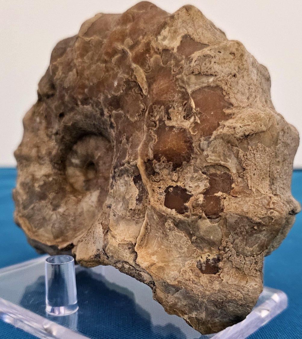 Fósil de amonita Conlinoceras Tarrantense, 900-100 millones de años Otro en venta