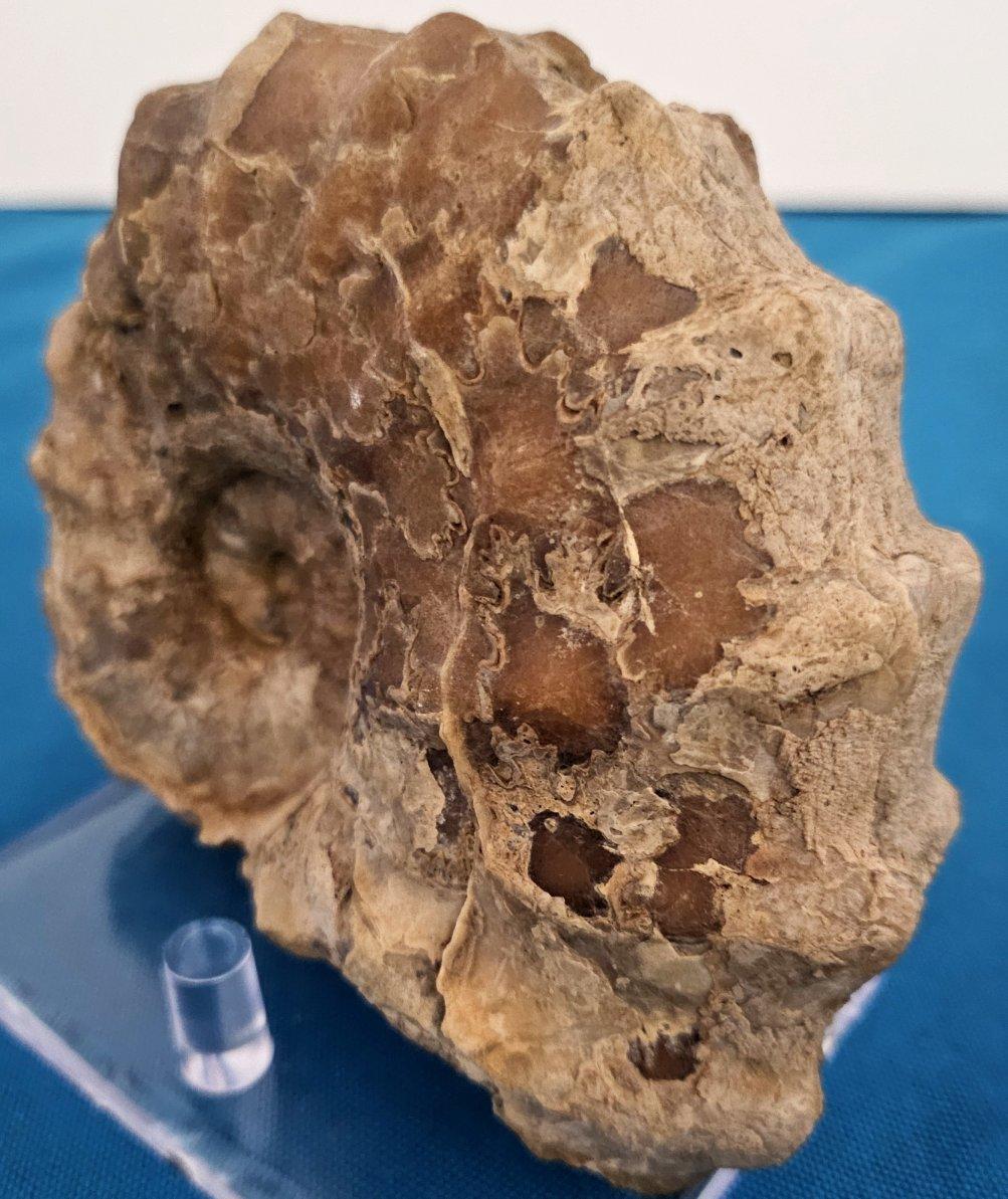 Fósil de amonita Conlinoceras Tarrantense, 900-100 millones de años en Bueno estado para la venta en Warrenton, OR