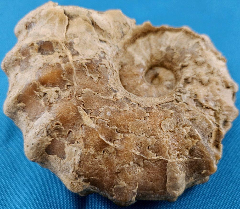 Fósil de amonita Conlinoceras Tarrantense, 900-100 millones de años siglo XVIII y antes en venta