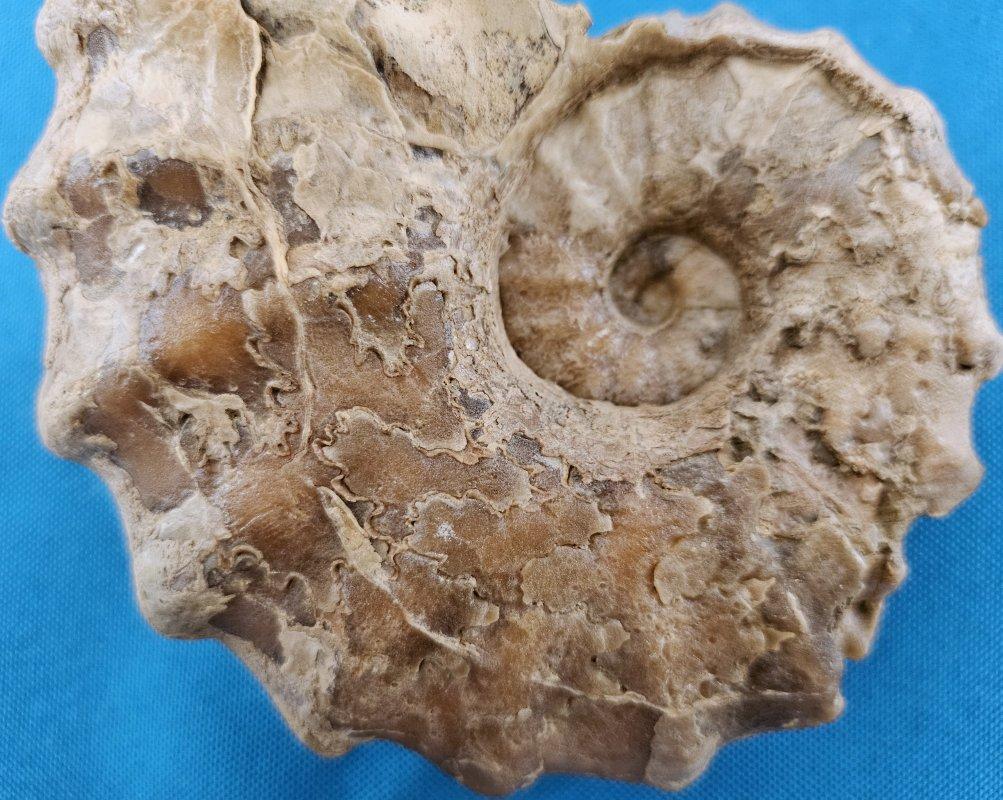 Fósil de amonita Conlinoceras Tarrantense, 900-100 millones de años Caparazón en venta