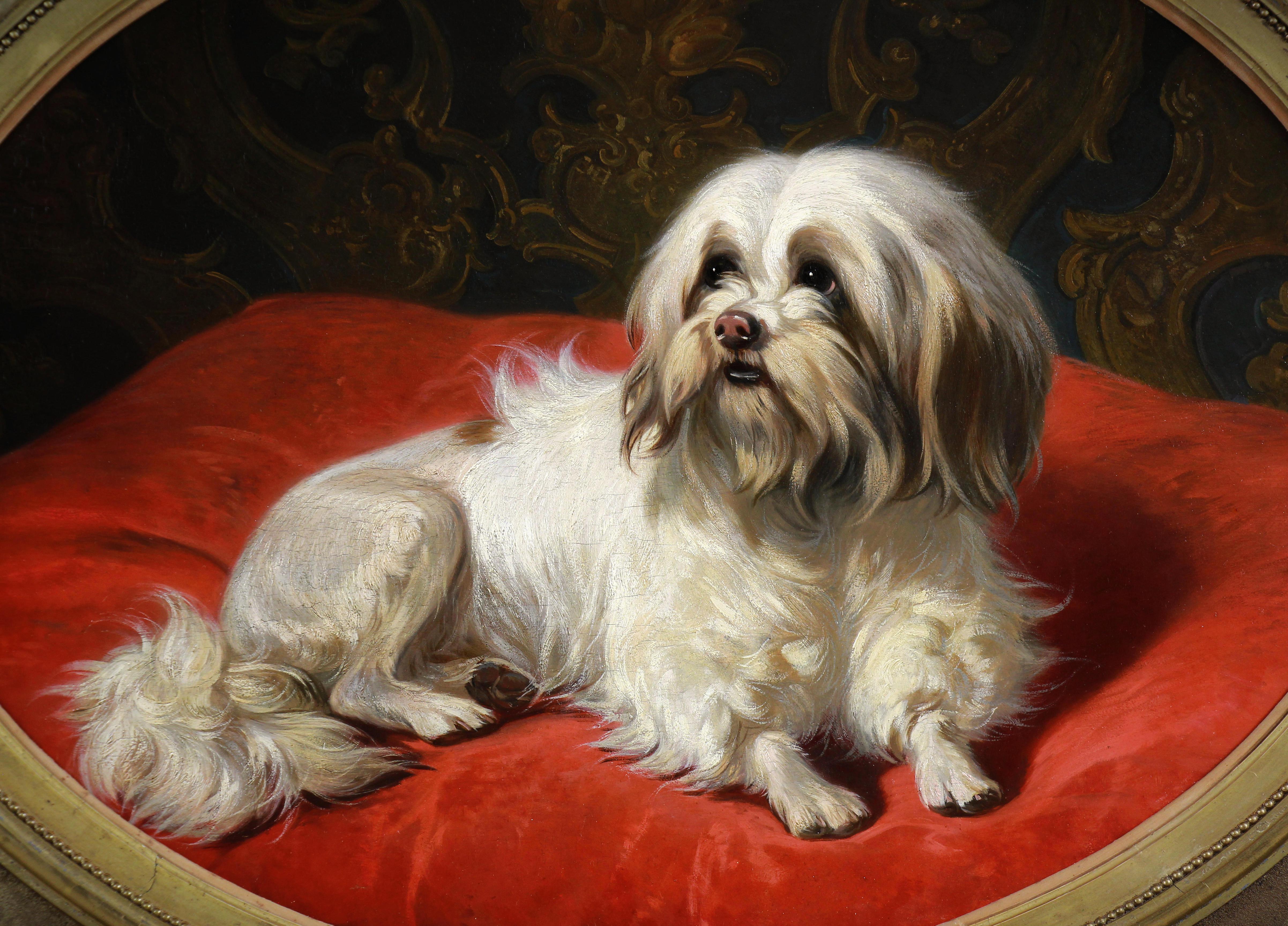 Olio su pannello, Ritratto di cane maltese di Conradijn Cunaeus 19° secolo - Painting di Conradijn Cunaueus