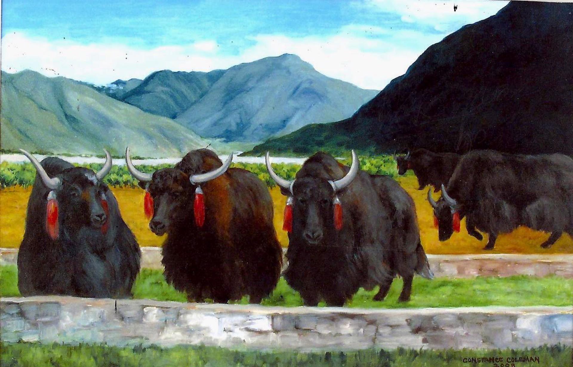 Vibrant oil of Tibetan landscape "Yaks near Phasho" celebrates Tibetan animals