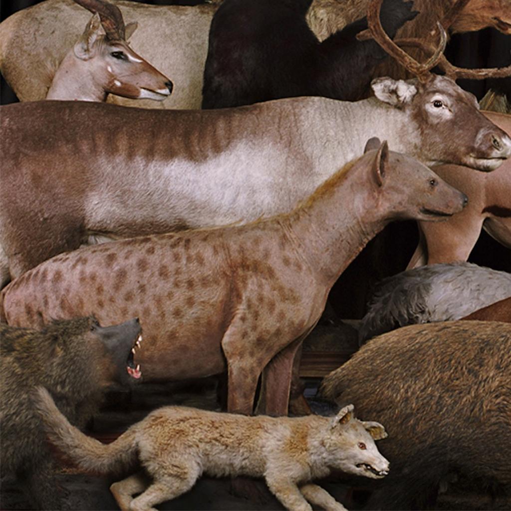 Carta Animali contemporanei Fotografia Spagnola Eduardo SOURROUILLE in vendita