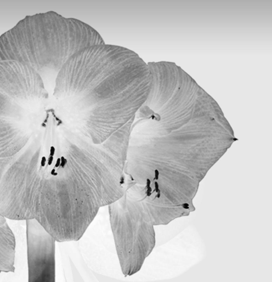 Modern Contemporary Black and White Flowers Photography by Mónica Sánchez-Robles