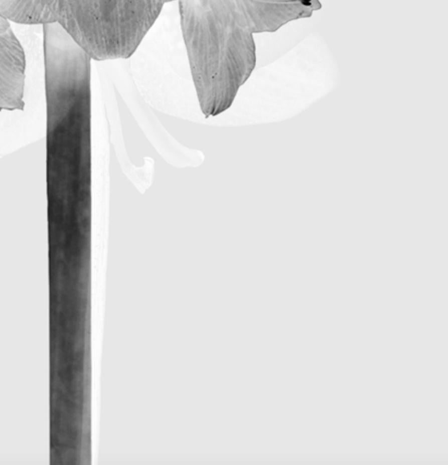 Spanish Contemporary Black and White Flowers Photography by Mónica Sánchez-Robles