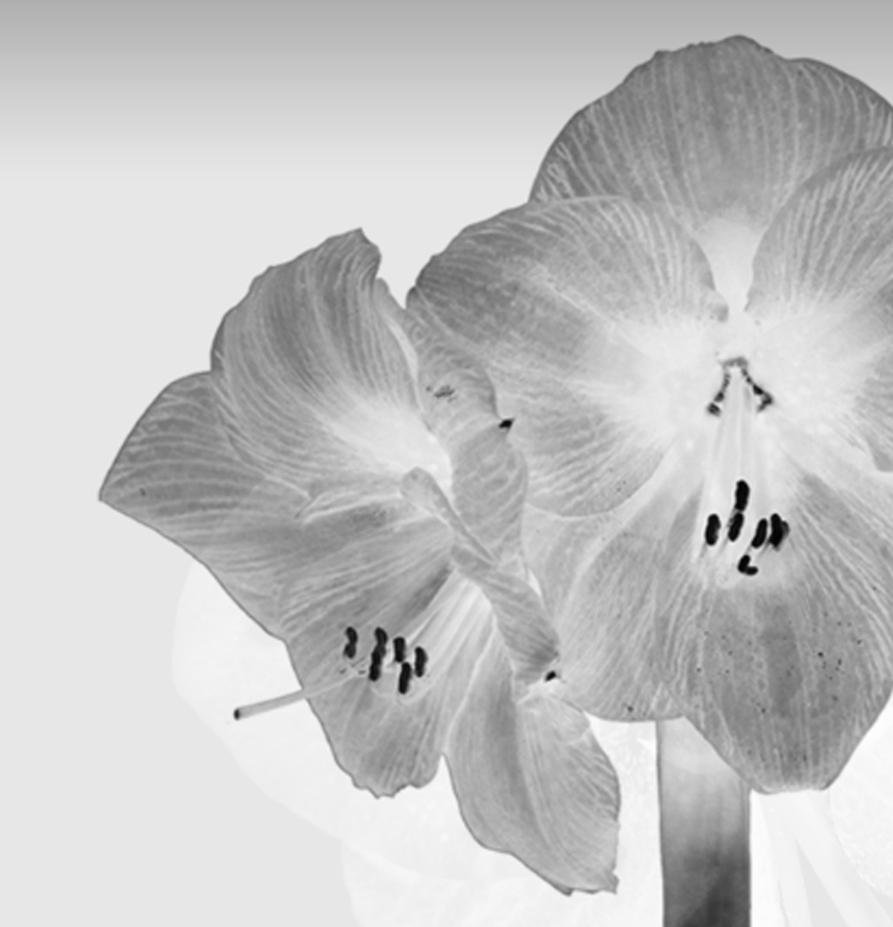 Contemporary Black and White Flowers Photography by Mónica Sánchez-Robles In Excellent Condition For Sale In Ibiza, Spain