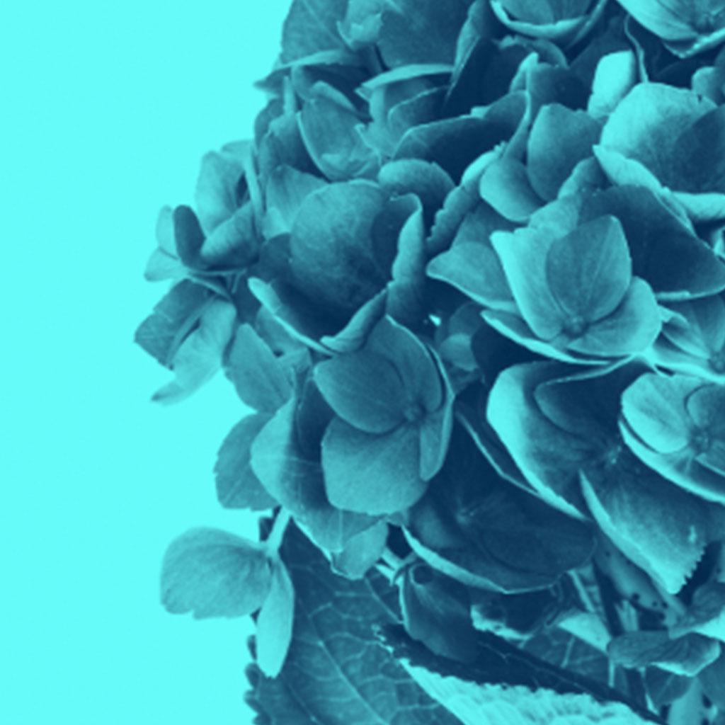 Photographie contemporaine de fleurs de couleur bleue de Mnica Snchez-Robles Bon état - En vente à Ibiza, Spain