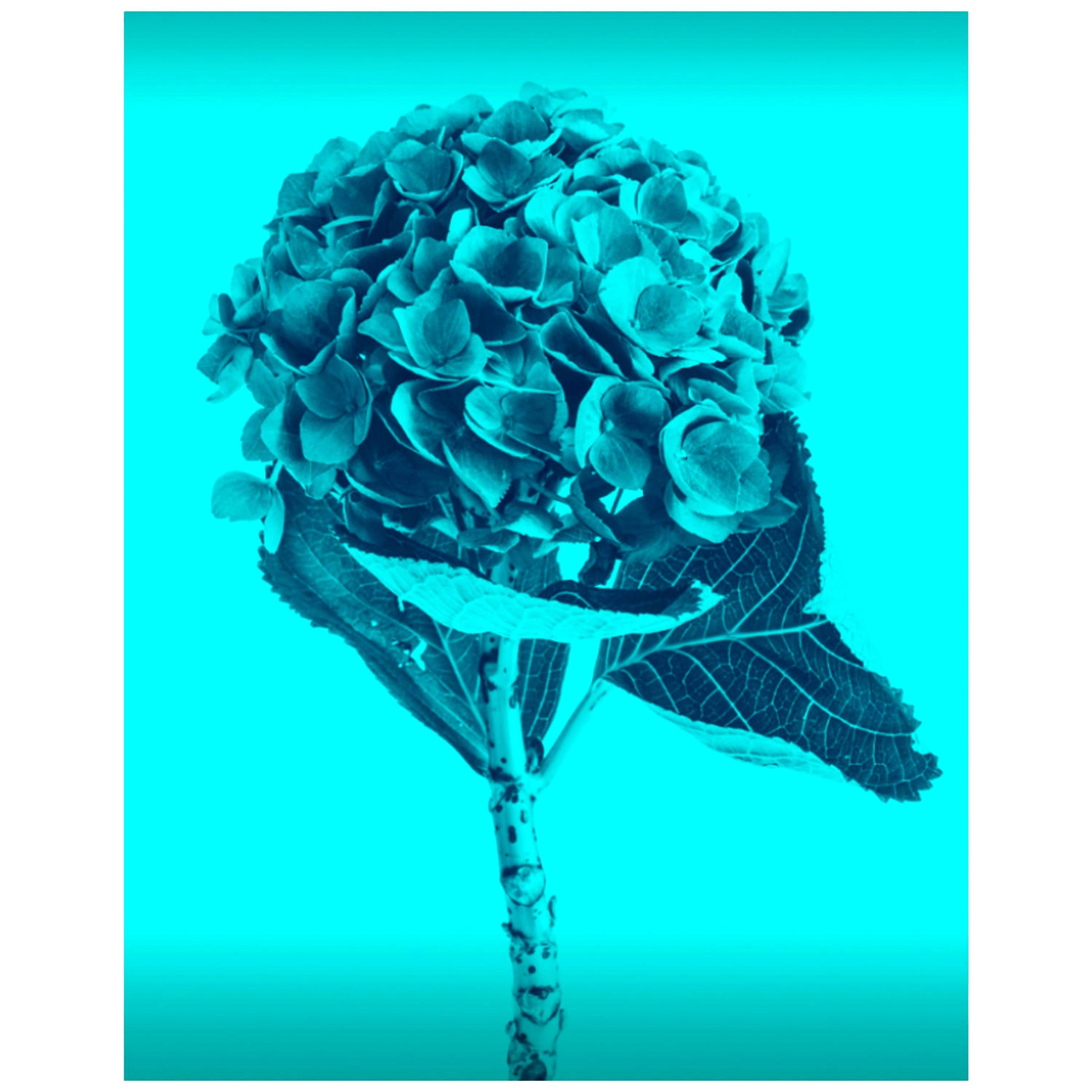 Photographie contemporaine de fleurs de couleur bleue de Mnica Snchez-Robles en vente