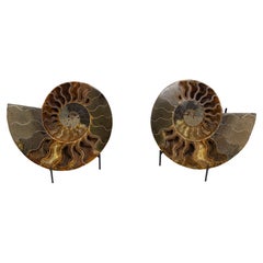 Contemporary Cut & Polished Ammonite Fossil, Pair