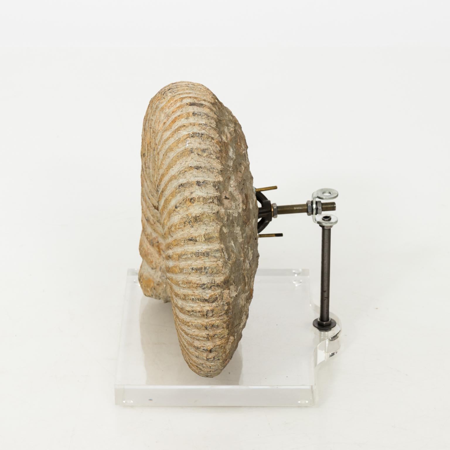 Large Nautilus fossil mounted on Lucite base.
 