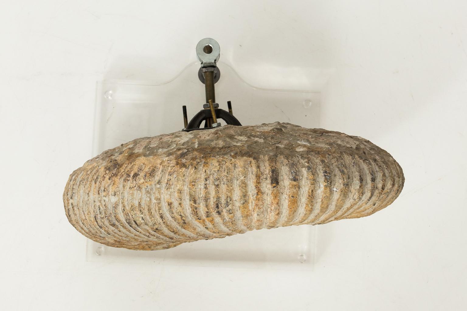 Contemporary Display of Nautilus Fossil In Good Condition In Stamford, CT