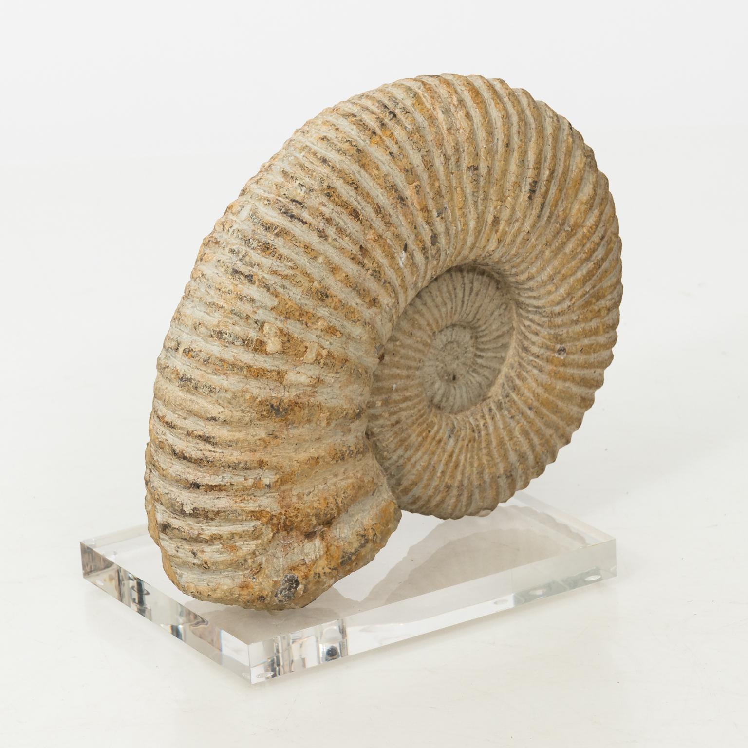 20th Century Contemporary Display of Nautilus Fossil