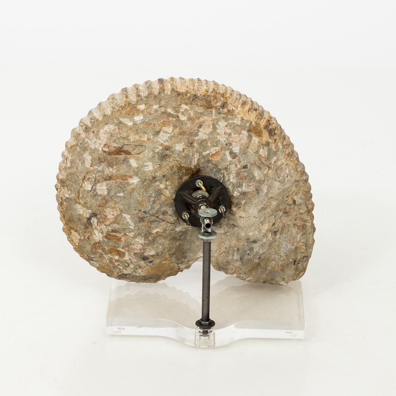 Contemporary Display of Nautilus Fossil 1