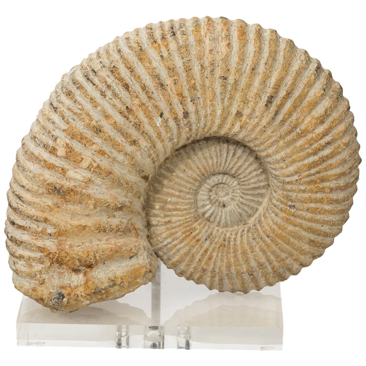 Contemporary Display of Nautilus Fossil
