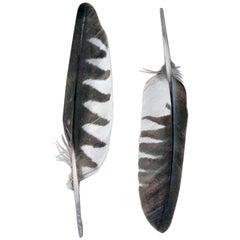 Contemporary Feather Engravings, Pair, Milan, Italy