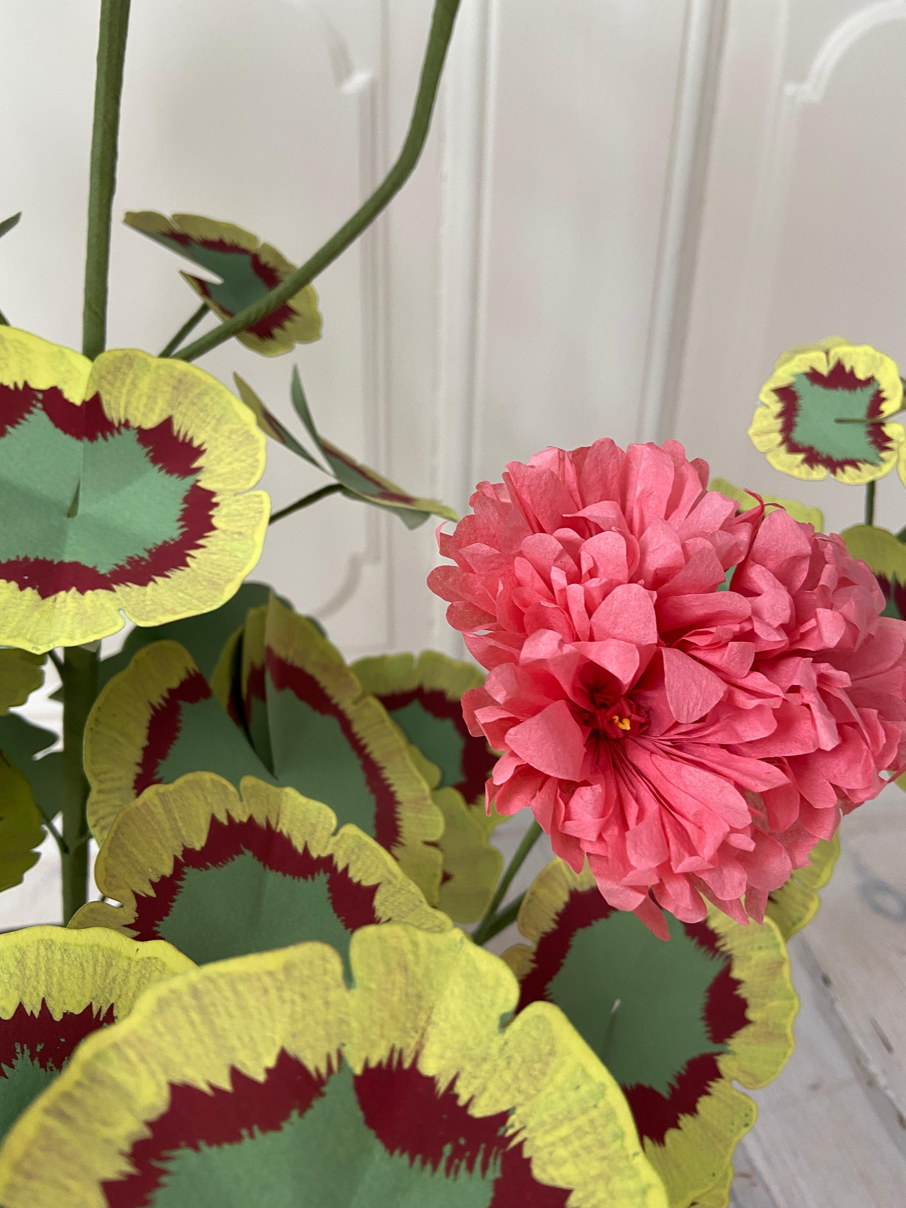 paper geranium plant