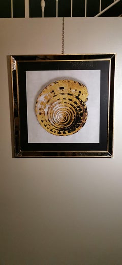 Contemporary Italian Golden Shell Print, Gilded Wood Frame with Mirror ‘1 of 4’
