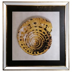 Contemporary Italian Golden Shell Print, Gilded Wood Frame with Mirror ‘1 of 4’
