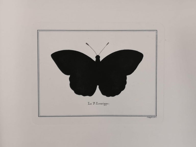 Vatican Contemporary Italian Hand Colored Leucippe Butterfly Print with Mirror Frame For Sale
