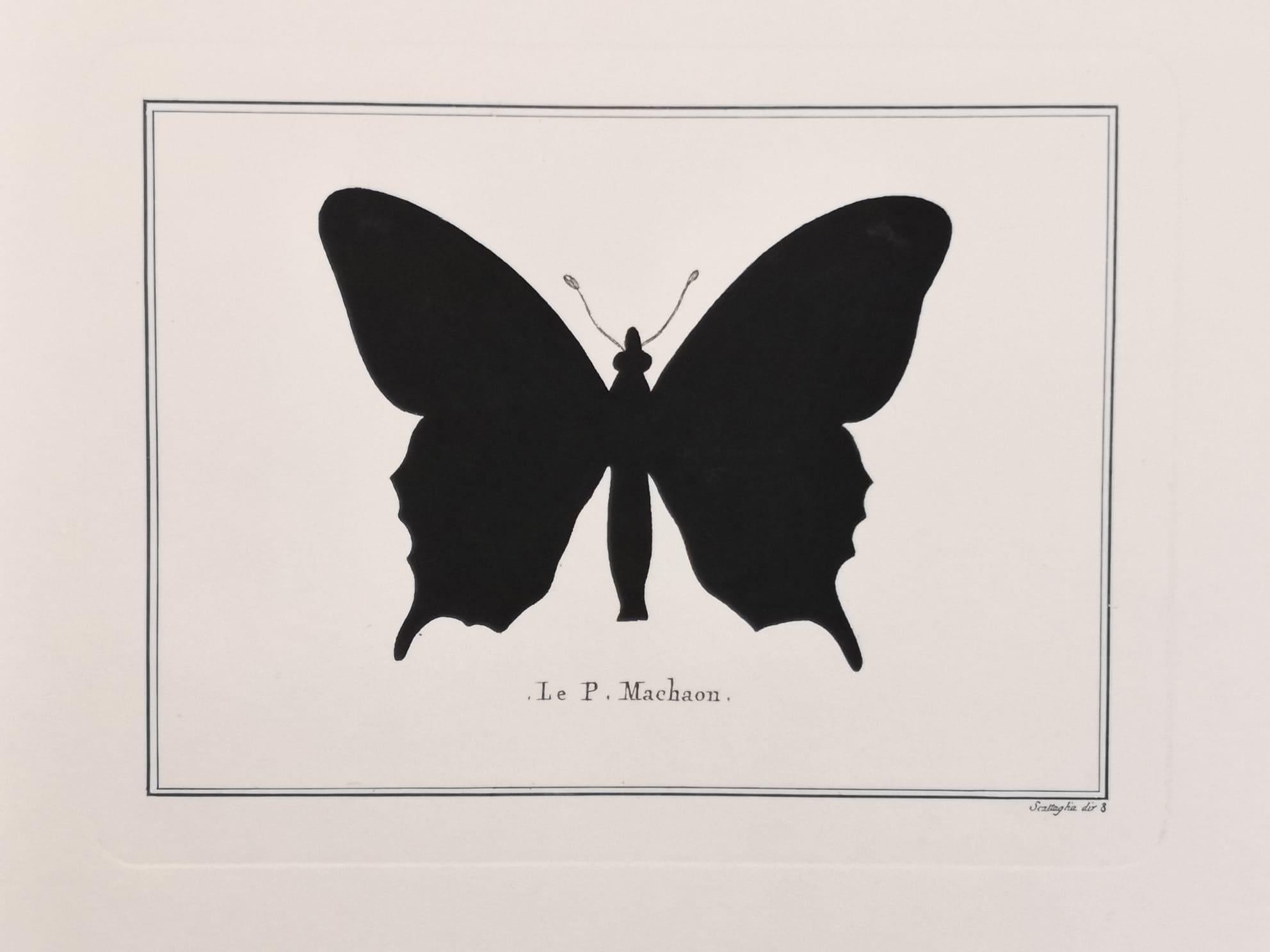 Hand-Painted Contemporary Italian Hand Colored Machaon Butterfly Print with Mirror Frame For Sale