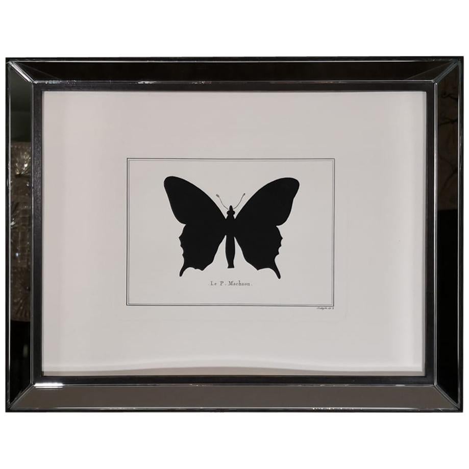 Contemporary Italian Hand Colored Machaon Butterfly Print with Mirror Frame