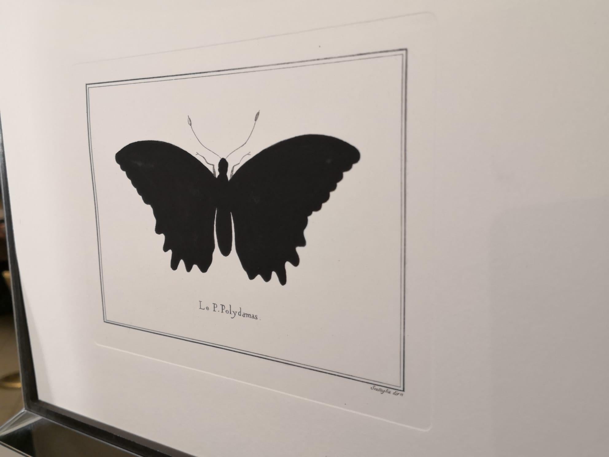 Contemporary Italian Hand Colored Polydamas Butterfly Print with Mirror Frame In New Condition For Sale In Scandicci, Florence