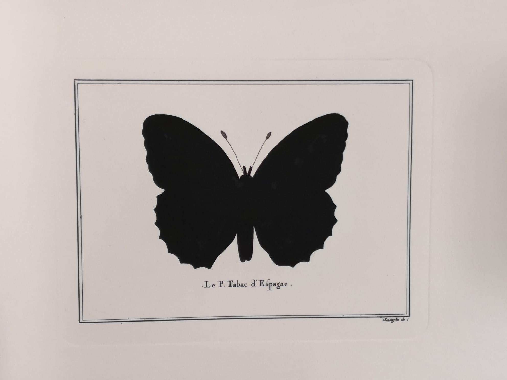 Contemporary Italian Hand-Colored Silver-Washed Butterfly Print with MirrorFrame In New Condition For Sale In Scandicci, Florence