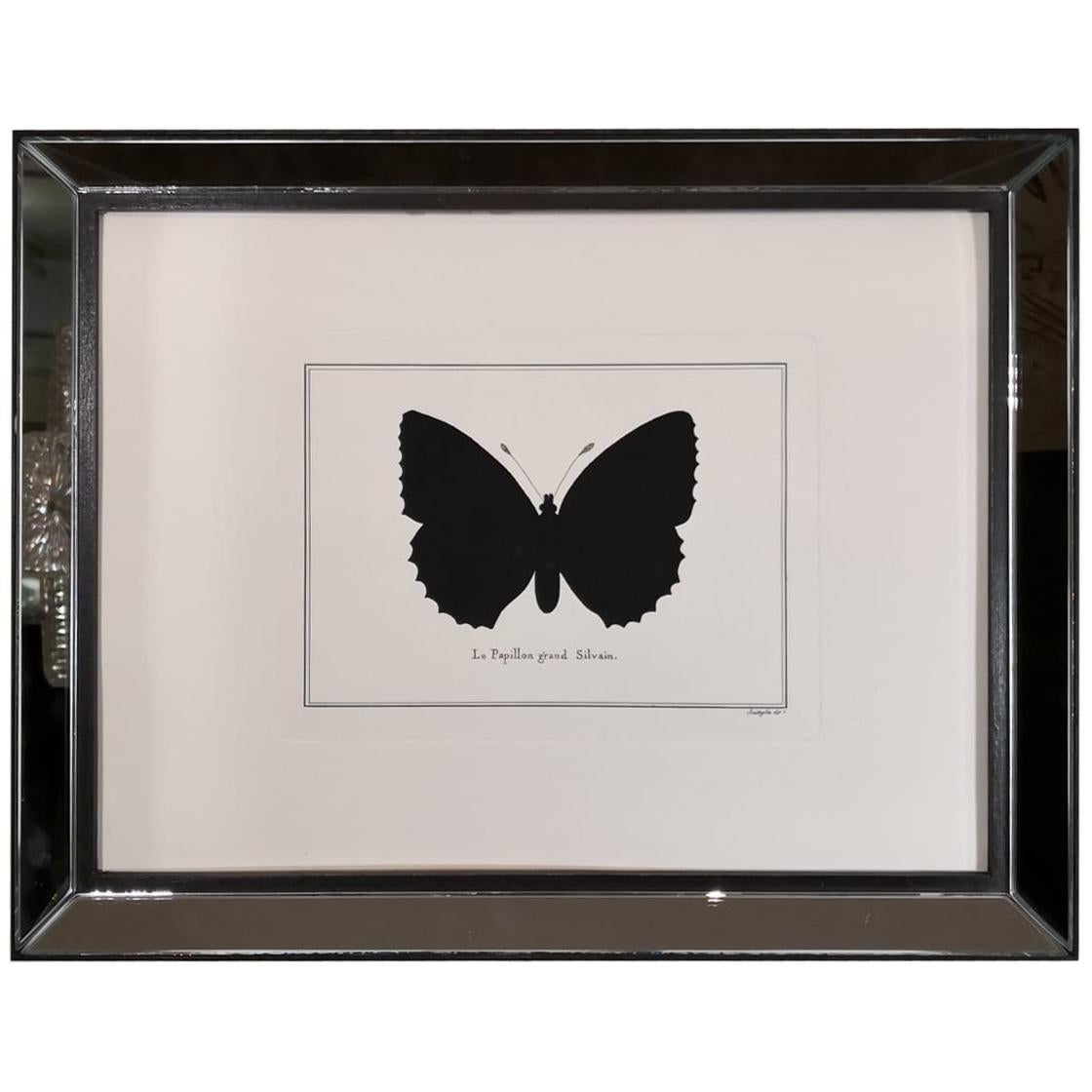 Contemporary Italian HandColored Poplar Admiral Butterfly Print with MirrorFrame