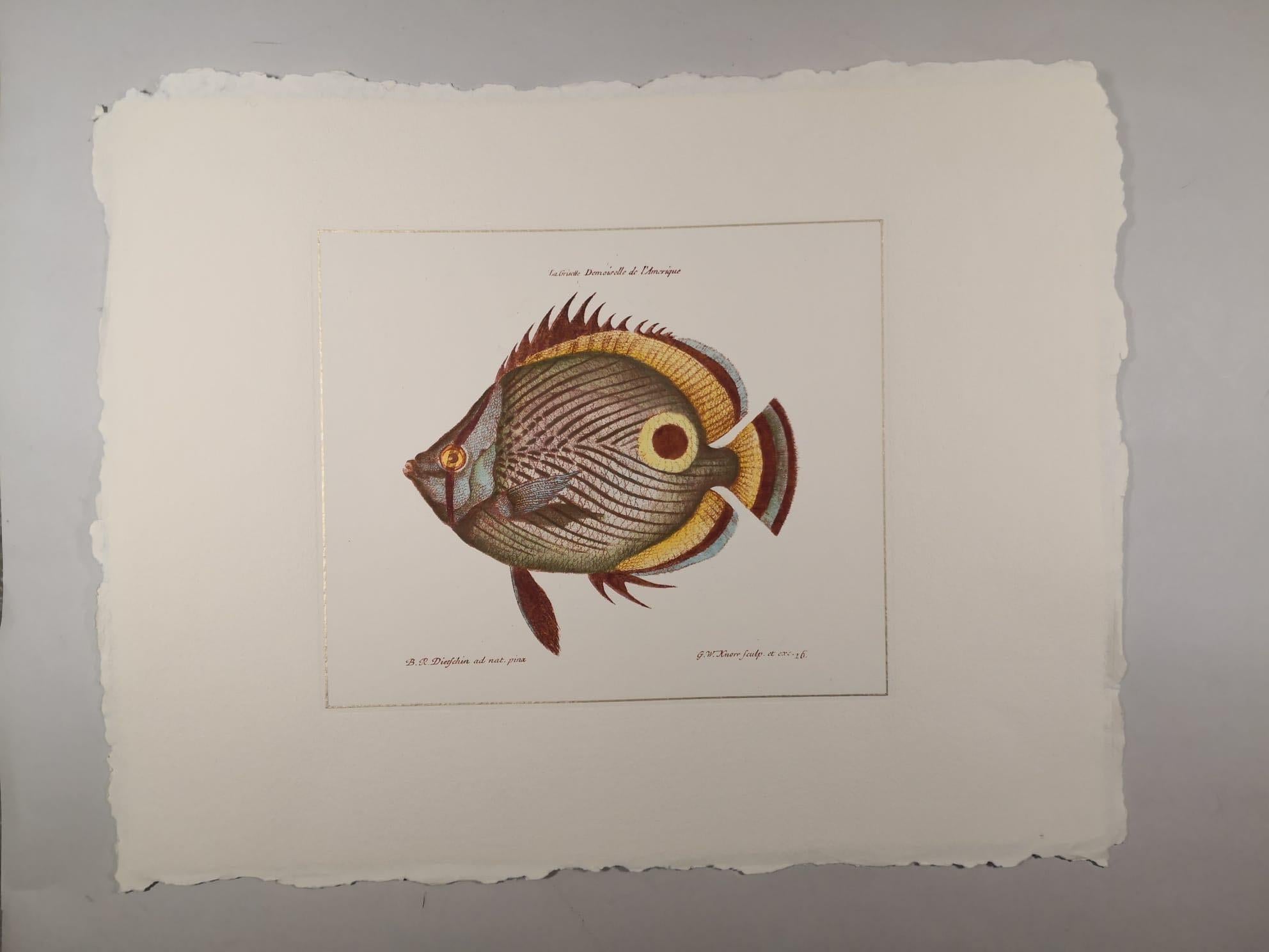 Elegant hand-colored print representing a beautiful fish 