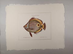 Contemporary Italian HandColored Print, Collection "Marina Fish" 1 of 2