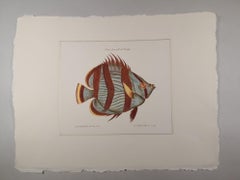 Contemporary Italian Handcolored Print, Collection "Marina Fish" 1 of 2