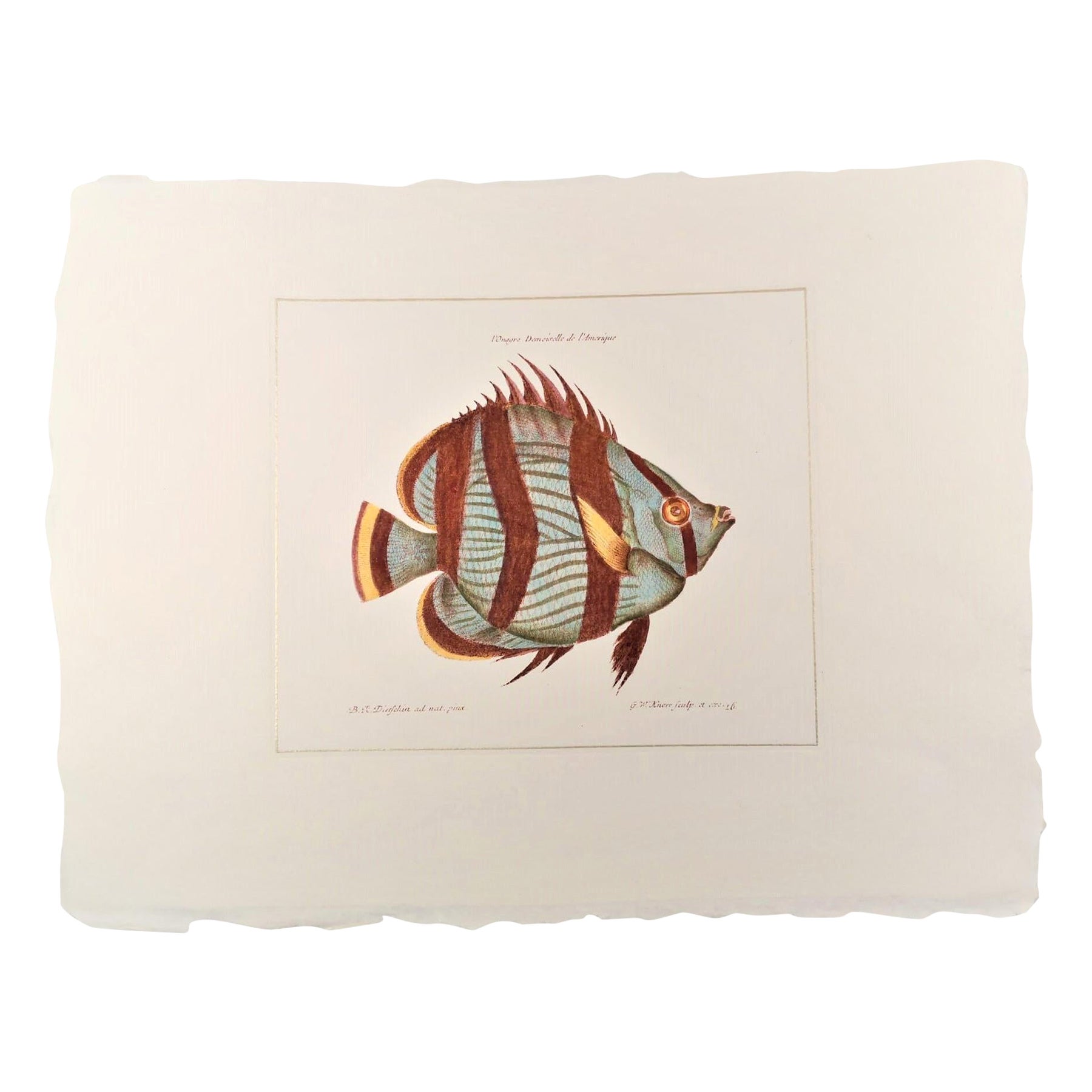 Zeitgenössischer italienischer handkolorierter Druck, Kollektion "Marina Fish" 1 von 2 im Angebot