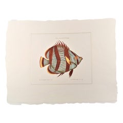 Stampa italiana contemporanea colorata a mano, collezione "Marina Fish" 1 di 2