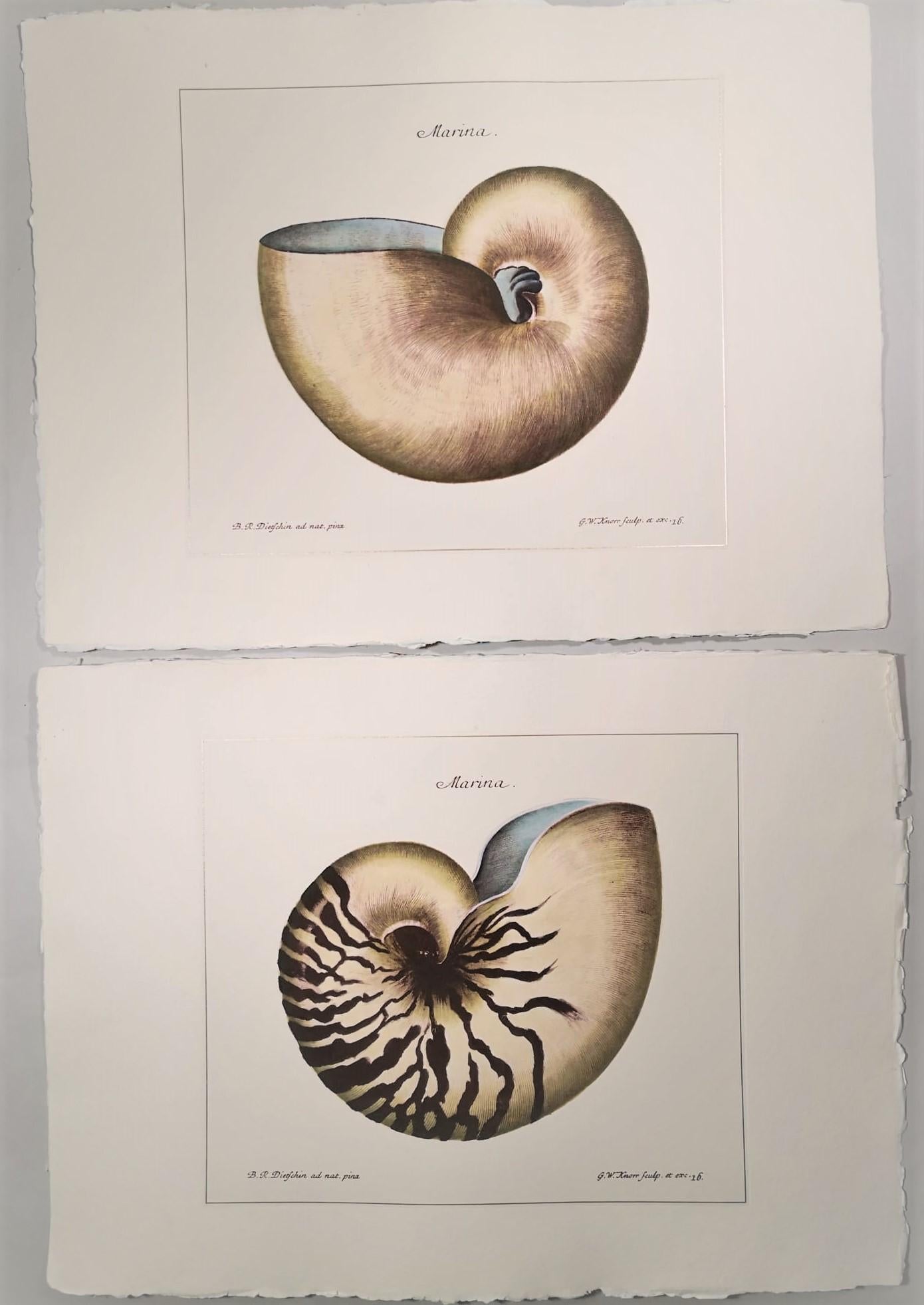 Paper Contemporary Italian HandColored Print, Collection 