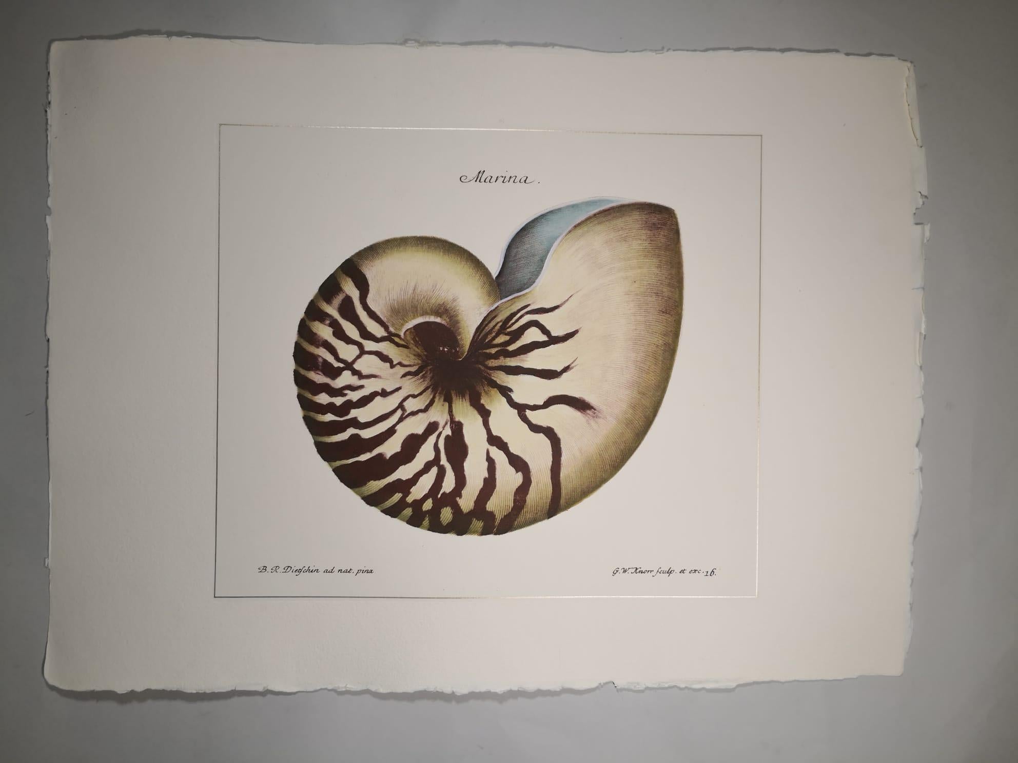Elegant hand-colored print representing a shell, framed by a small gold leaf line. This print is made with a special handmade cotton paper. This print is part of a set of four., Marina Shell and Marina Fish. You can find the other one on our