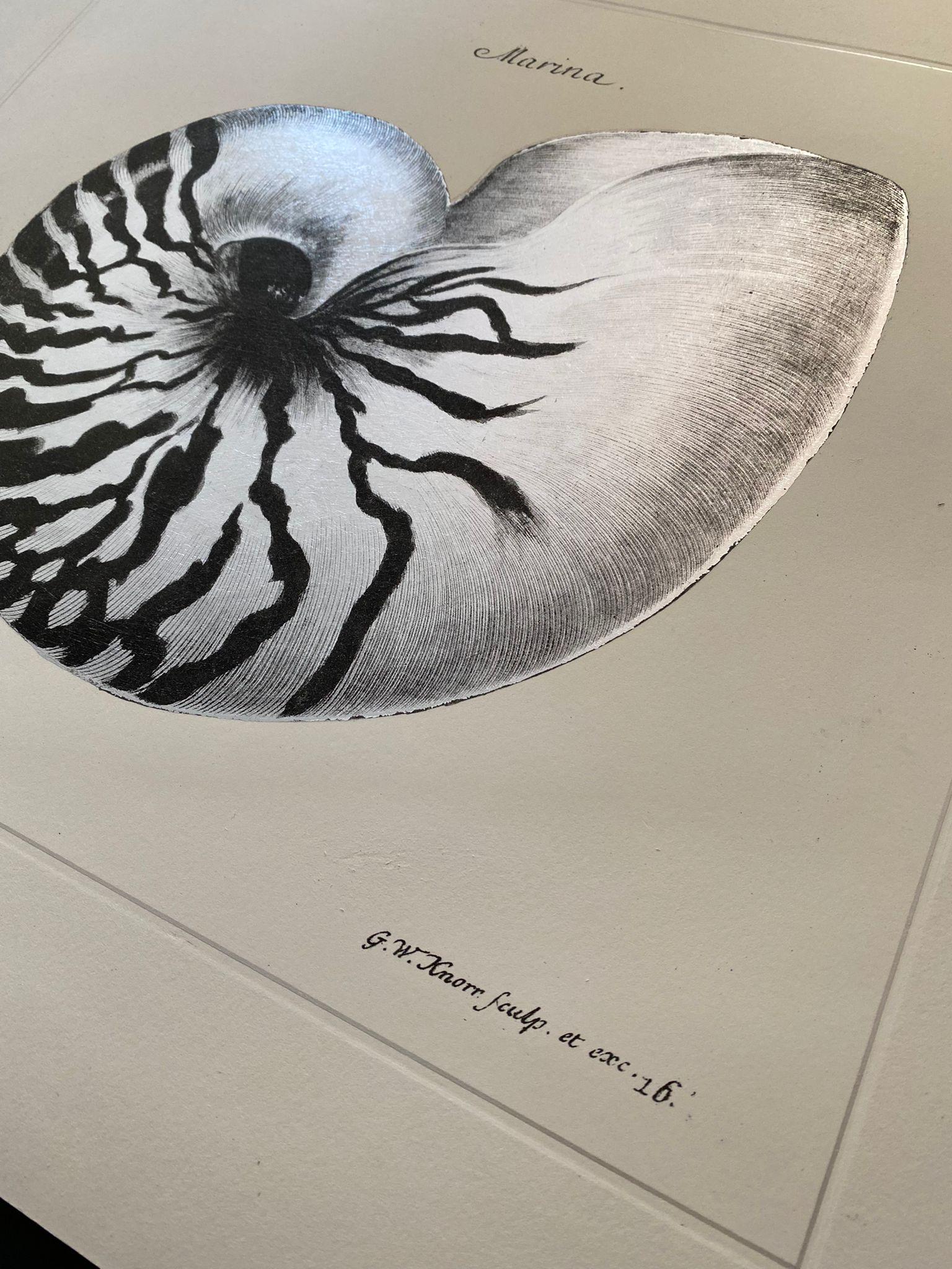 Marina Starfish handcrafted print. The technique of printing on silver leaf is our reinterpretation of an ancient tradition.
Each print is entirely printed and colored in Italy by our master craftsmen.
Elegant hand-colored print representing a