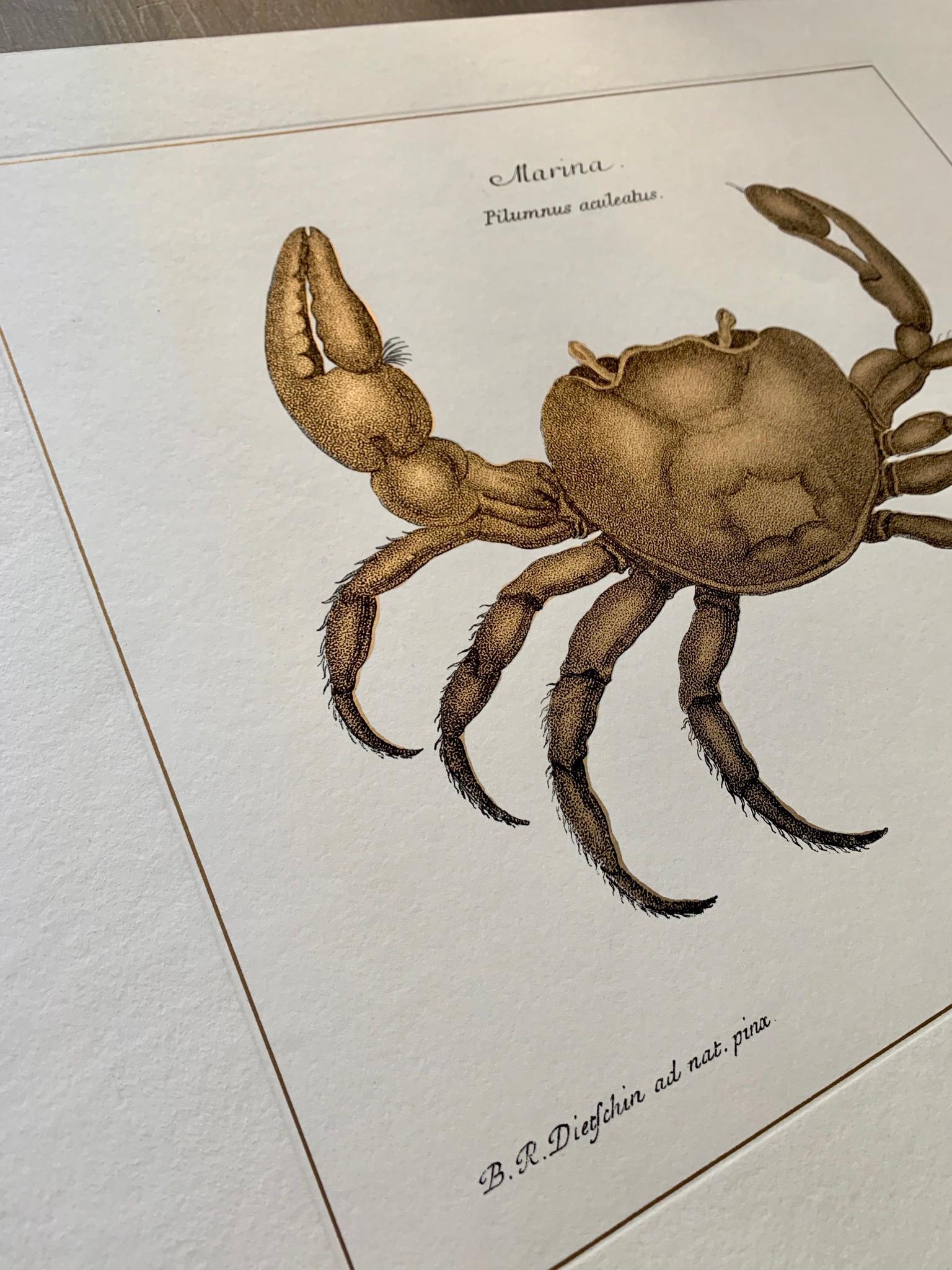 Marina Crab handcrafted print. The technique of printing on gold leaf is our reinterpretation of an ancient tradition.
Each print is entirely printed and colored in Italy by our master craftsmen.
Elegant hand-colored print representing a crab