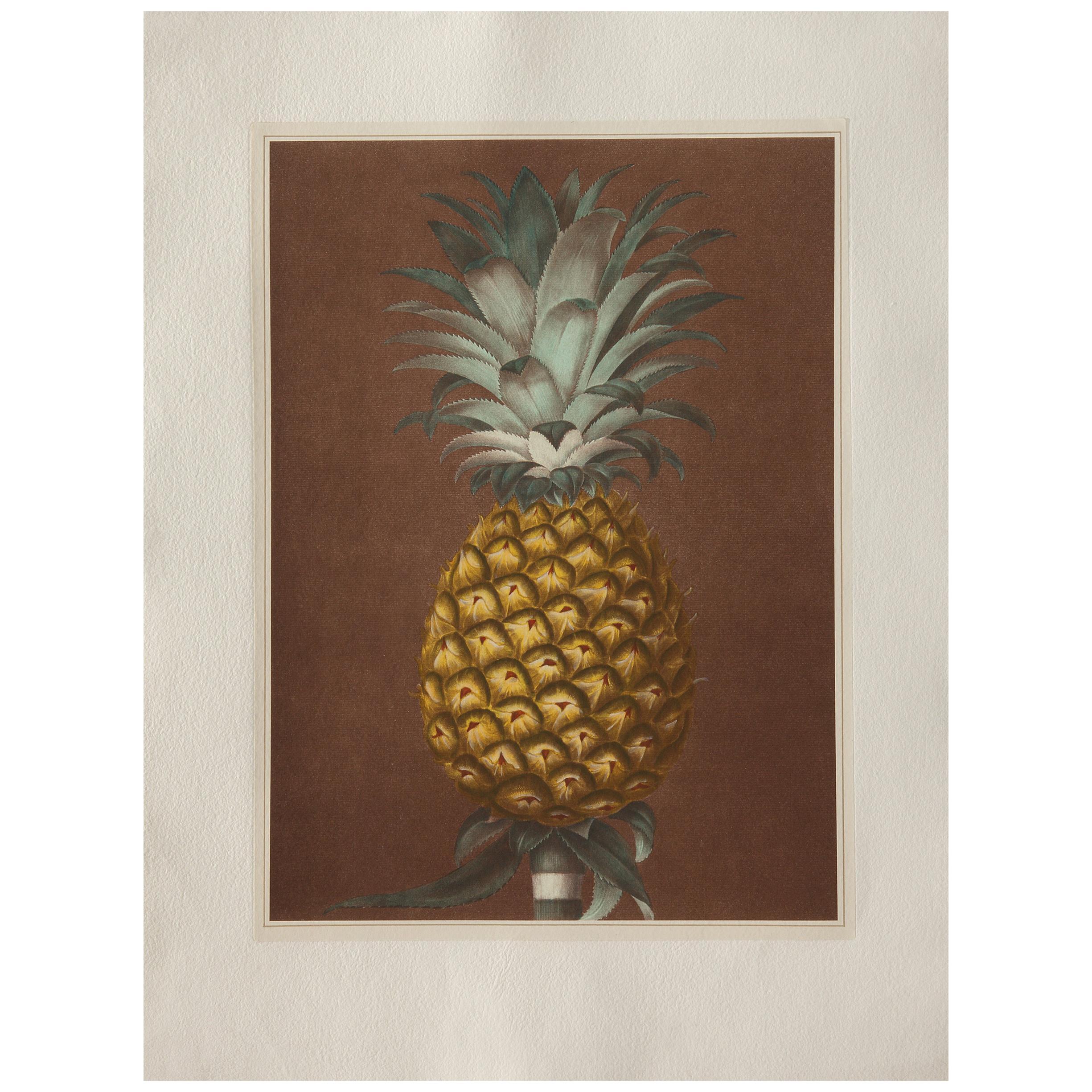 Contemporary Italian Pineapple Hand-Colored Print Collection 2 of 2 For Sale