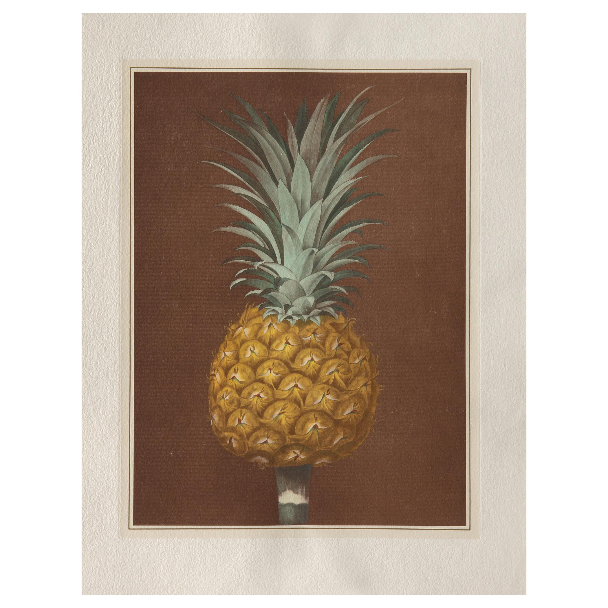 Contemporary Italian Pineapple Hand-Colored Print Collection 1 of 2 For Sale
