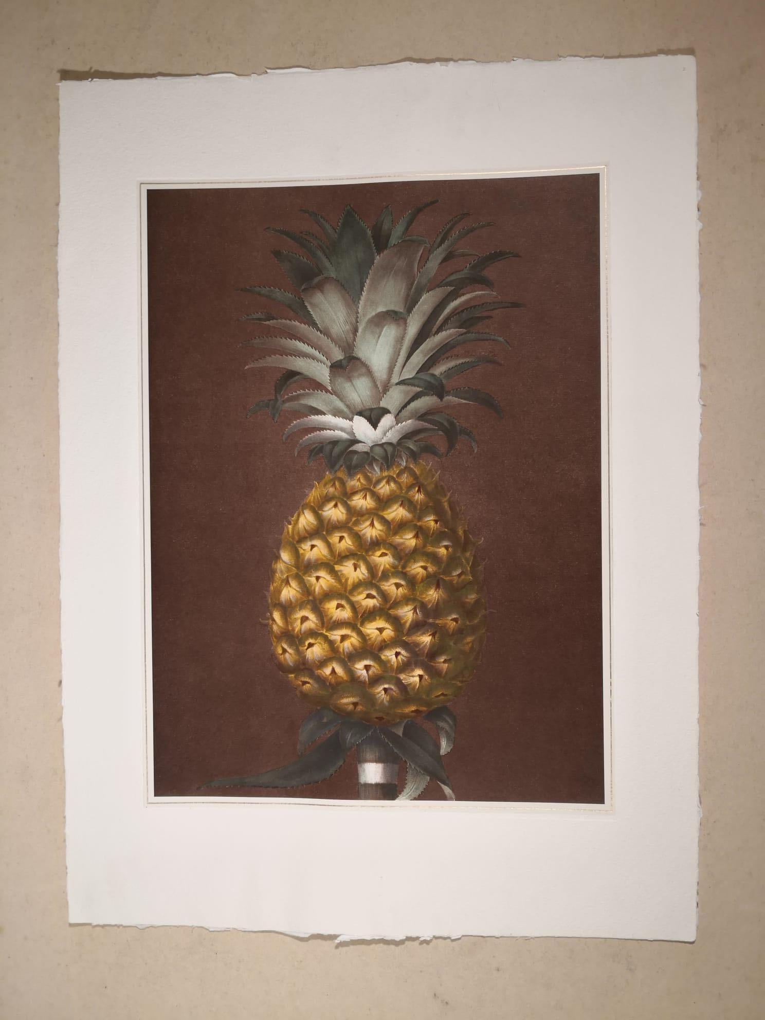 Hand-colored print entirely made in Florence by master craftsmen using an antique press and artisanal paper and showing a pineapple. Another print representing a pineapple is available to make a pair and both of them can be found on our profile also