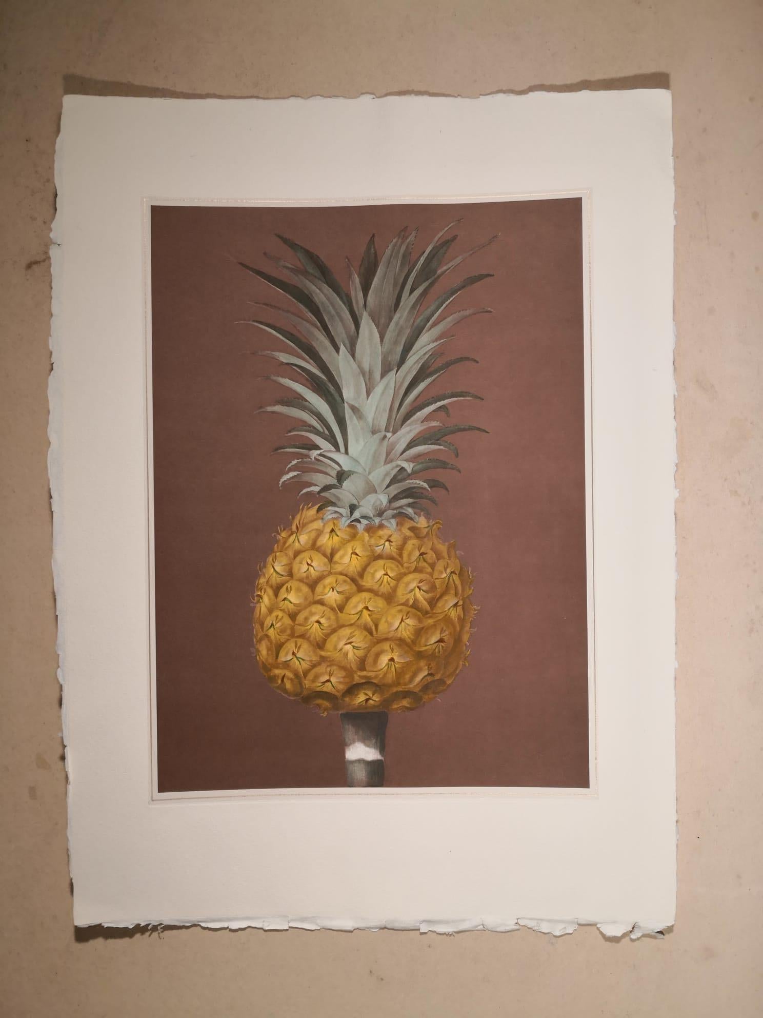 Hand-colored print entirely made in Florence by master craftsmen using an antique press and artisanal paper and showing a pineapple. Another print representing a pineapple is available to make a pair and both of them can be found on our profile also