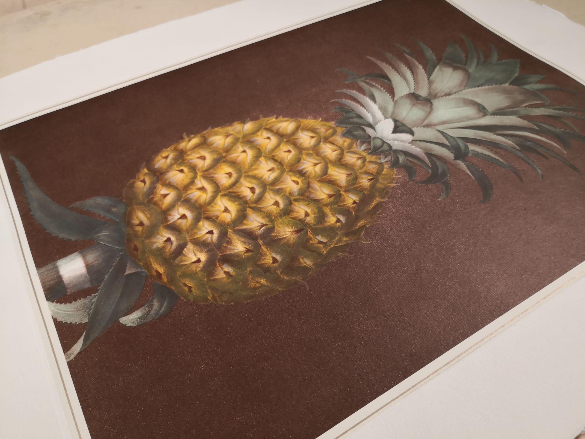 Contemporary Italian Pineapple Hand-Colored Print Collection 2 of 2 In New Condition For Sale In Scandicci, Florence
