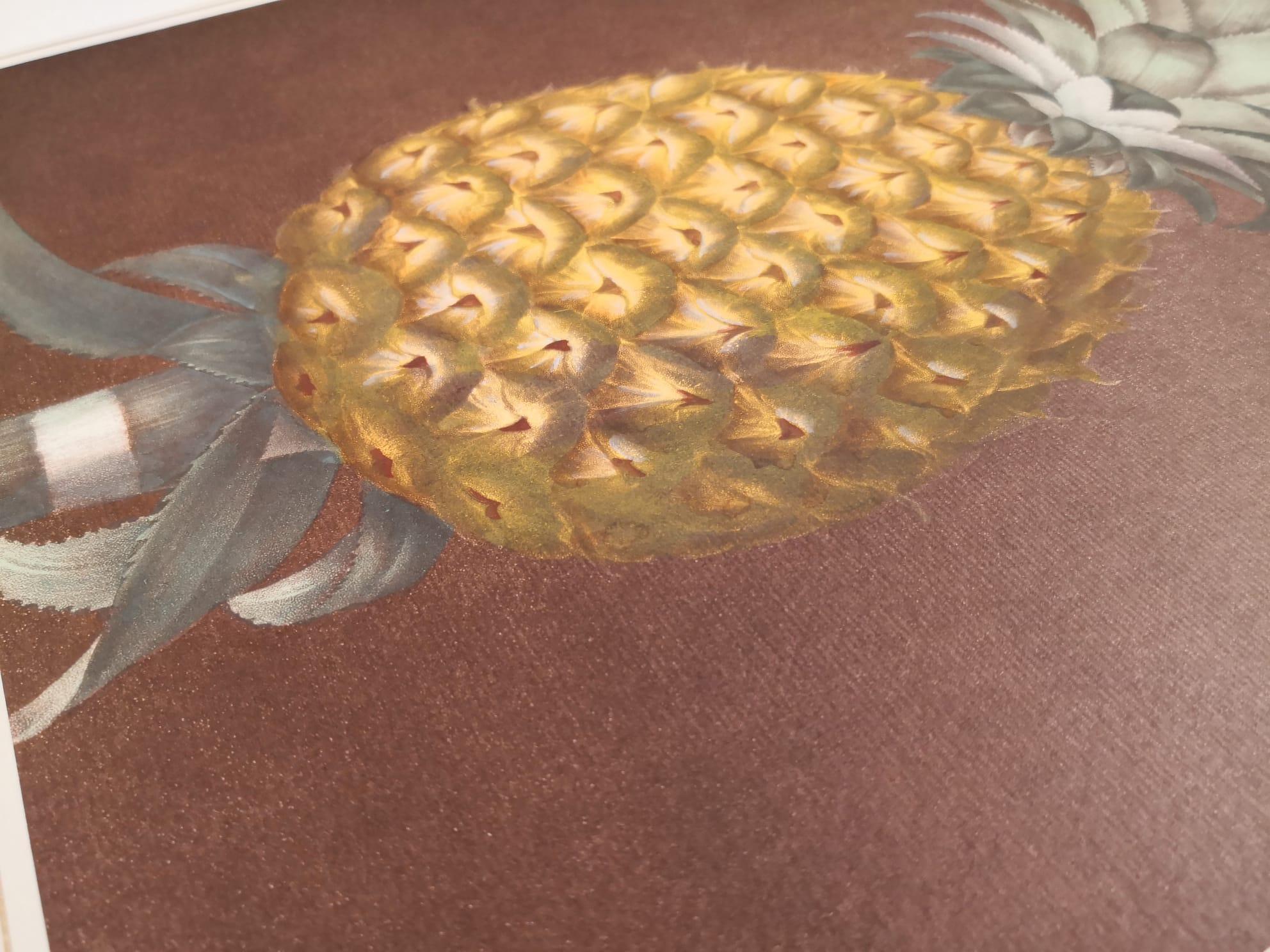 Paper Contemporary Italian Pineapple Hand-Colored Print Collection 2 of 2 For Sale