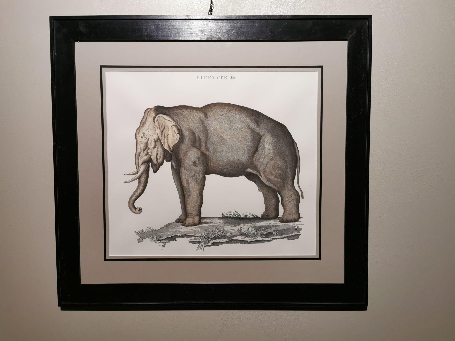 Funny and elegant hand-watercoloured jungle style print representing an elephant. The frame is black patinated and the print is engraved with a star press. This print is part of a set together with another one representing a zebra, you can find it