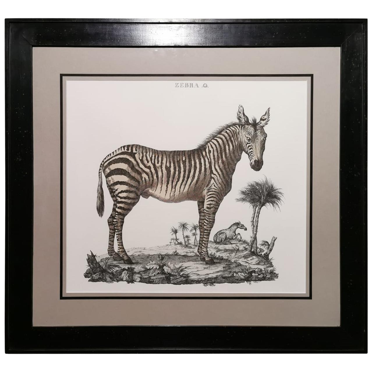 Contemporary Jungle Style Zebra Hand Watercolored Print with Black Coated Frame For Sale