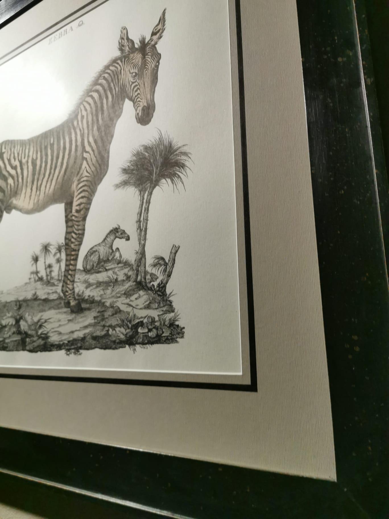 Funny and elegant hand-watercolored jungle style print representing a zebra. The frame is Black patinated and the print is engraved with a star press. This print is part of a set together with another one representing an elephant, you can find it on