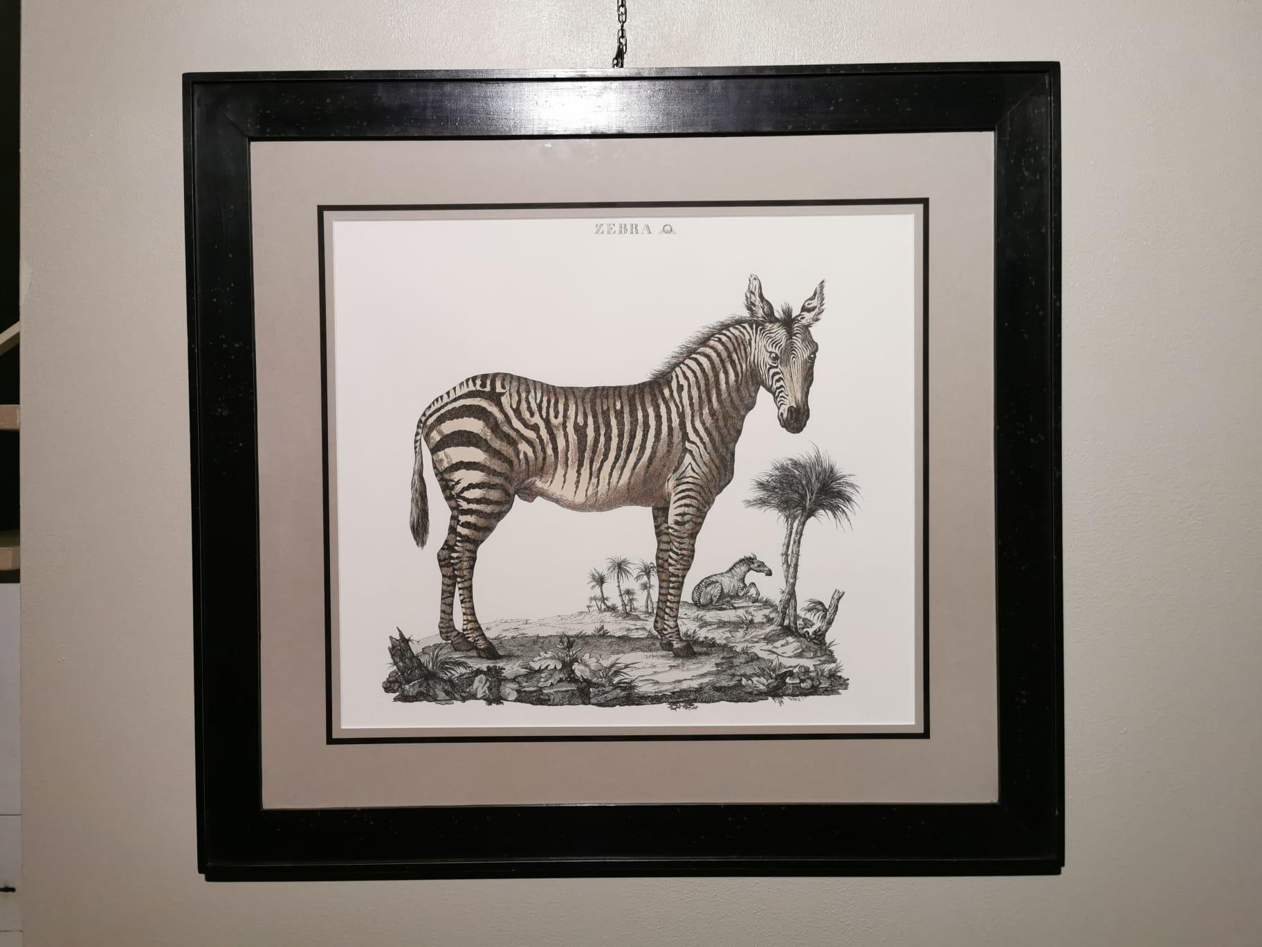 Italian Contemporary Jungle Style Zebra Hand Watercolored Print with Black Coated Frame For Sale