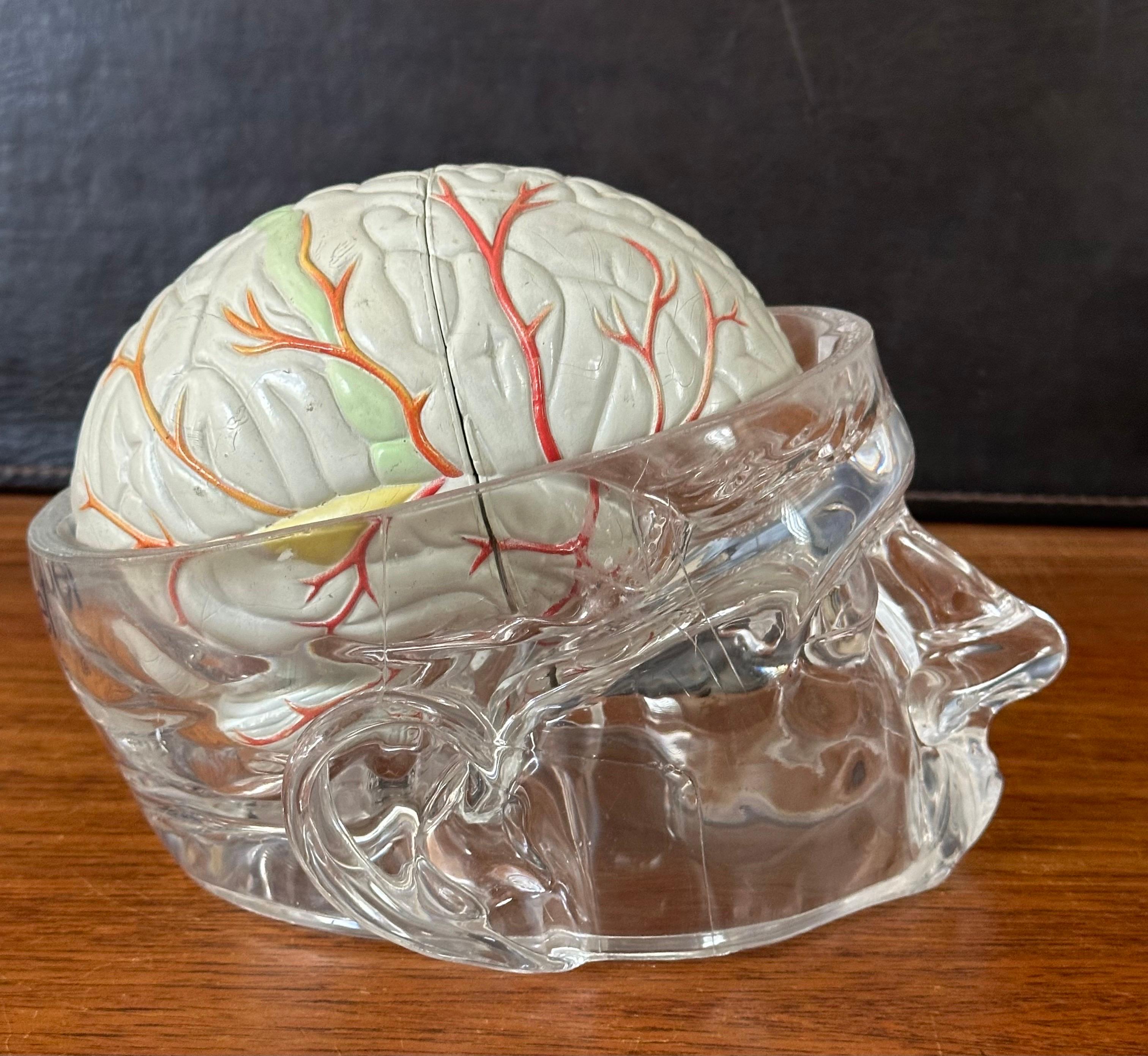 Modello di cervello farmaceutico contemporaneo con cranio in lucite in vendita 4