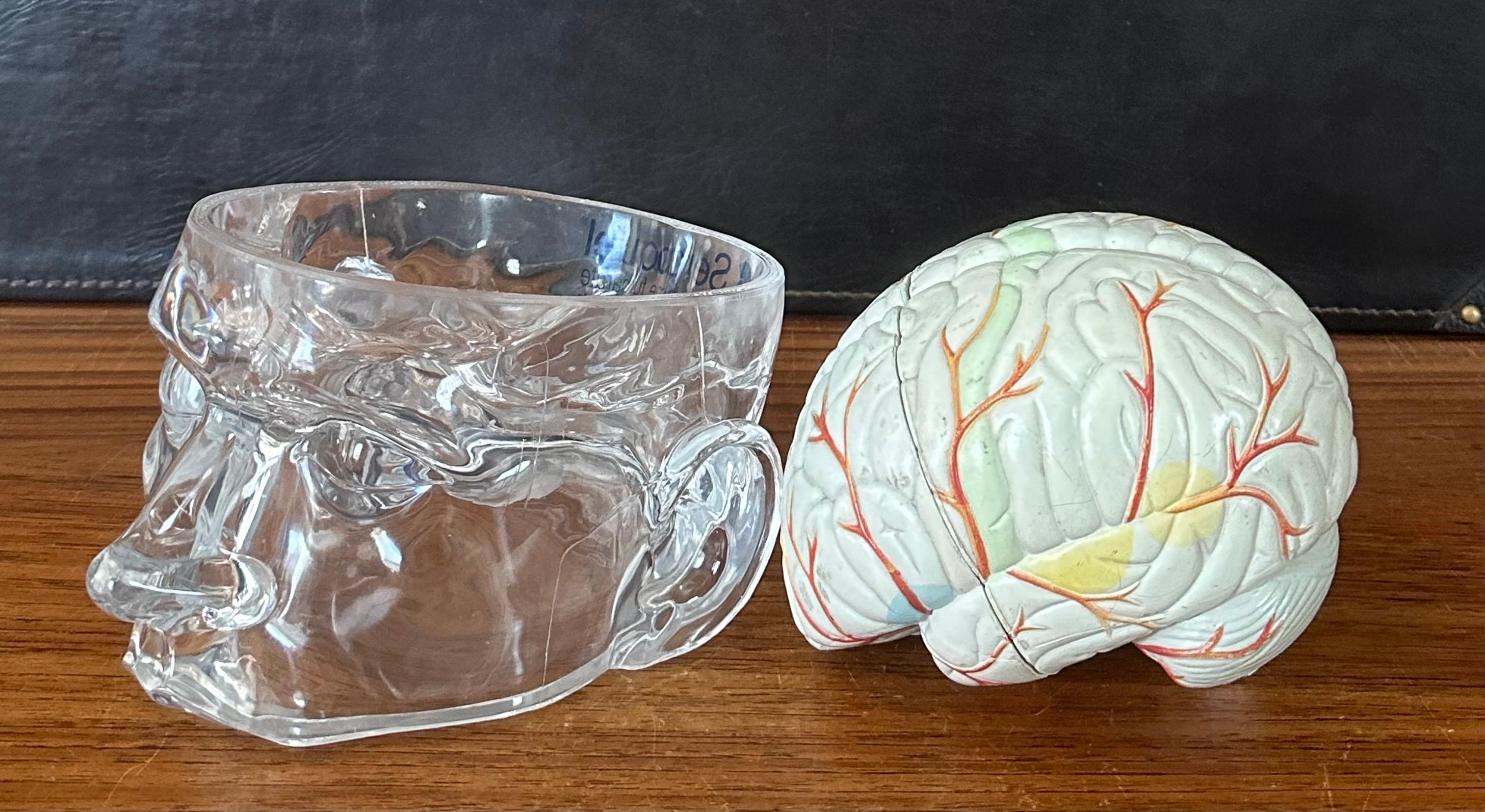 Modello di cervello farmaceutico contemporaneo con cranio in lucite in vendita 5